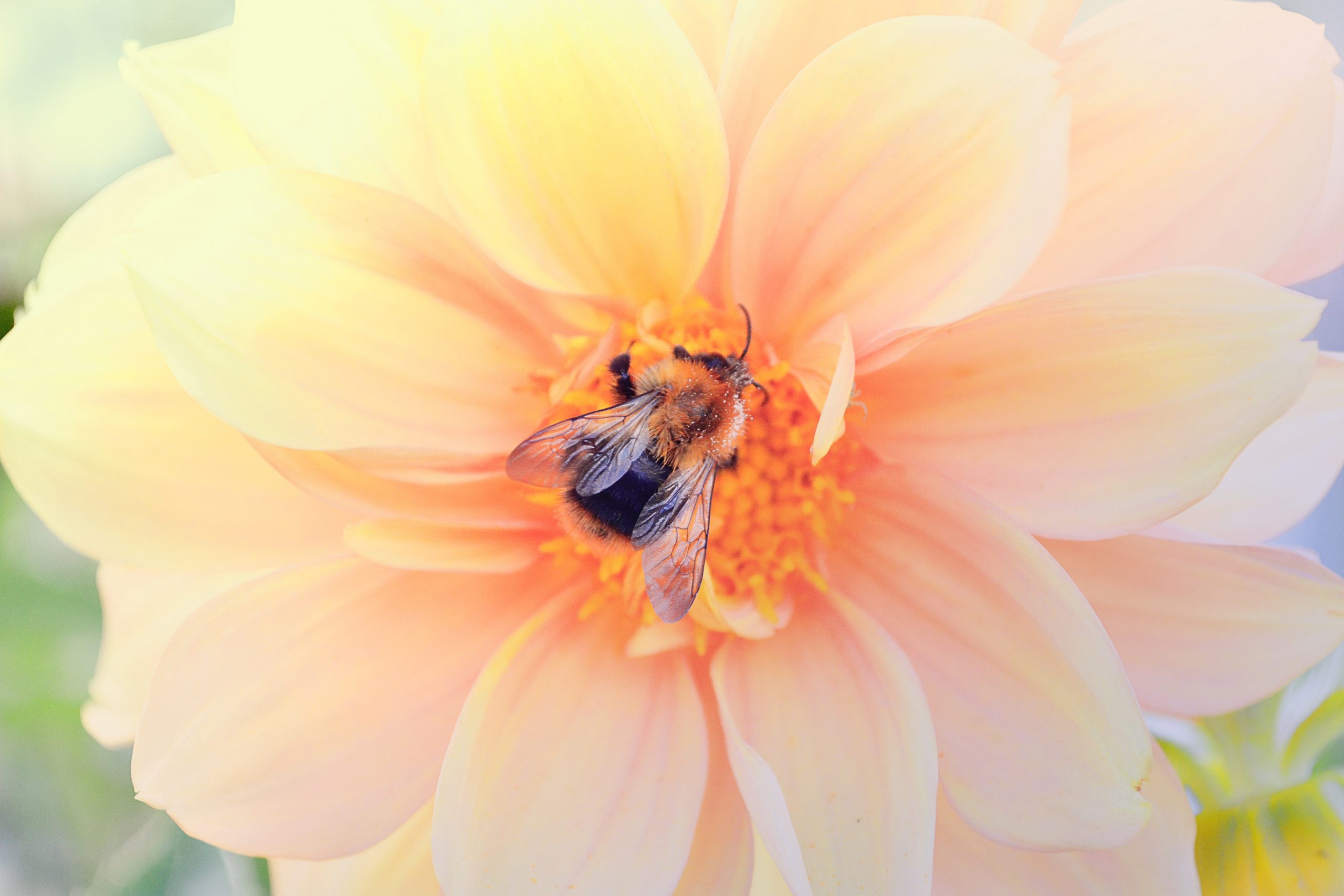 bee in flower