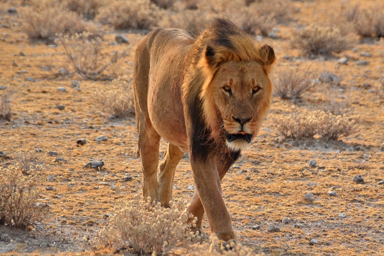 Namibia Africa Lion Desert Animal  - Linux_RT / Pixabay