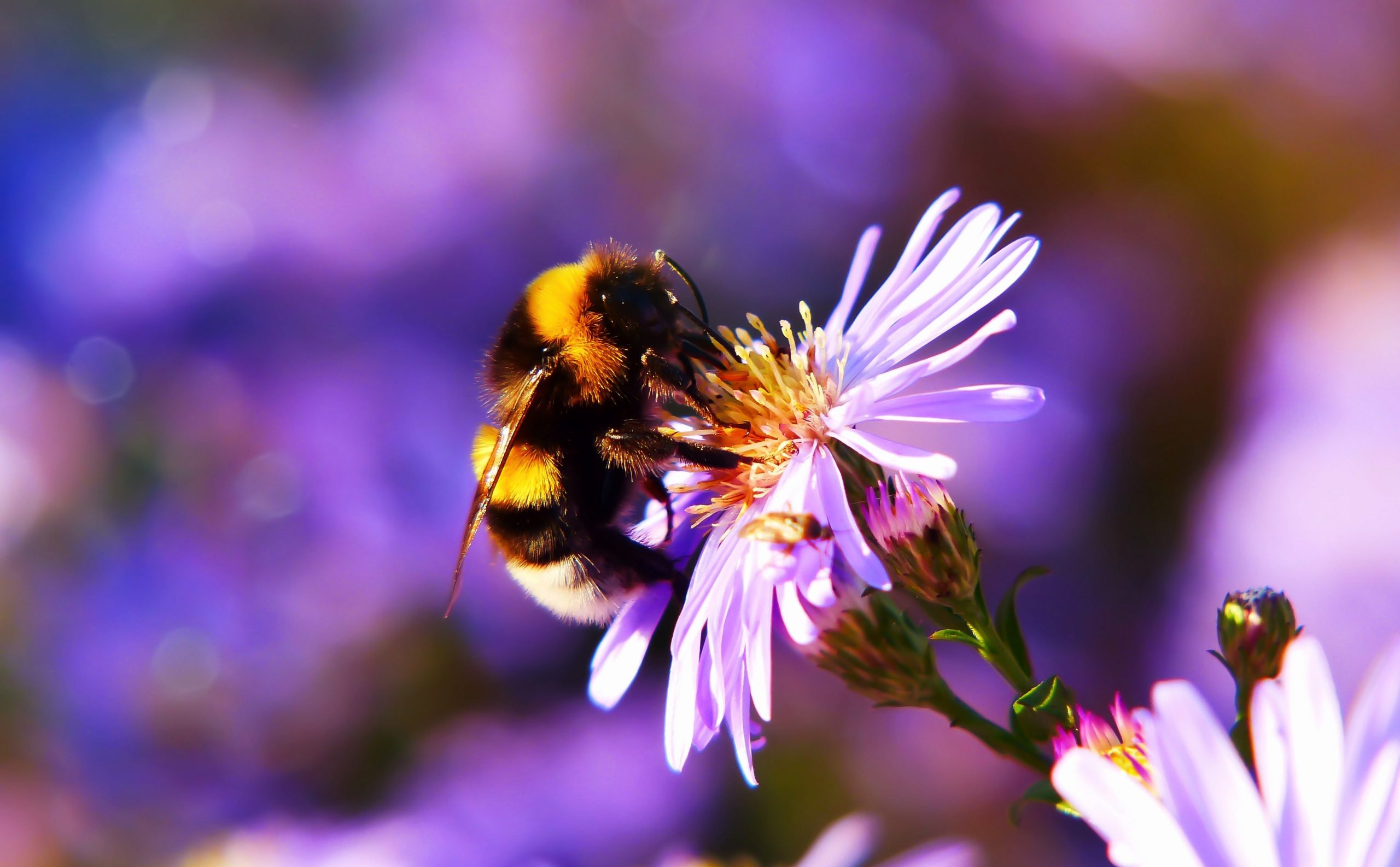 bumblebee perching on pink flower