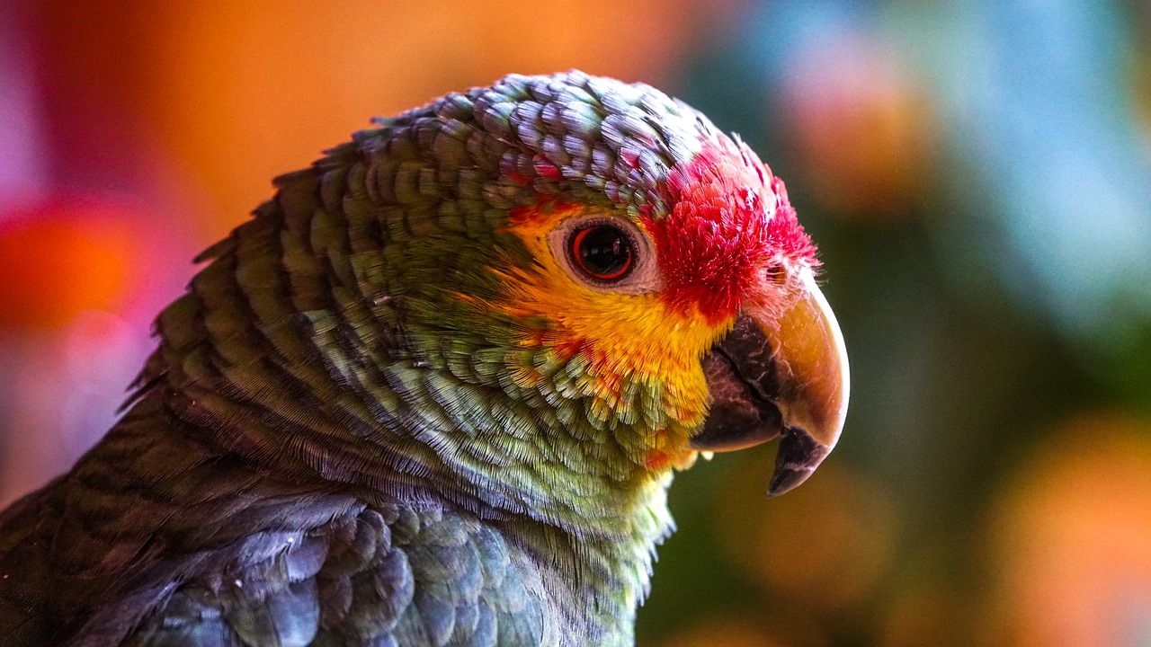 Parrot Bird Head Beak Feathers  - yiyiphotos / Pixabay