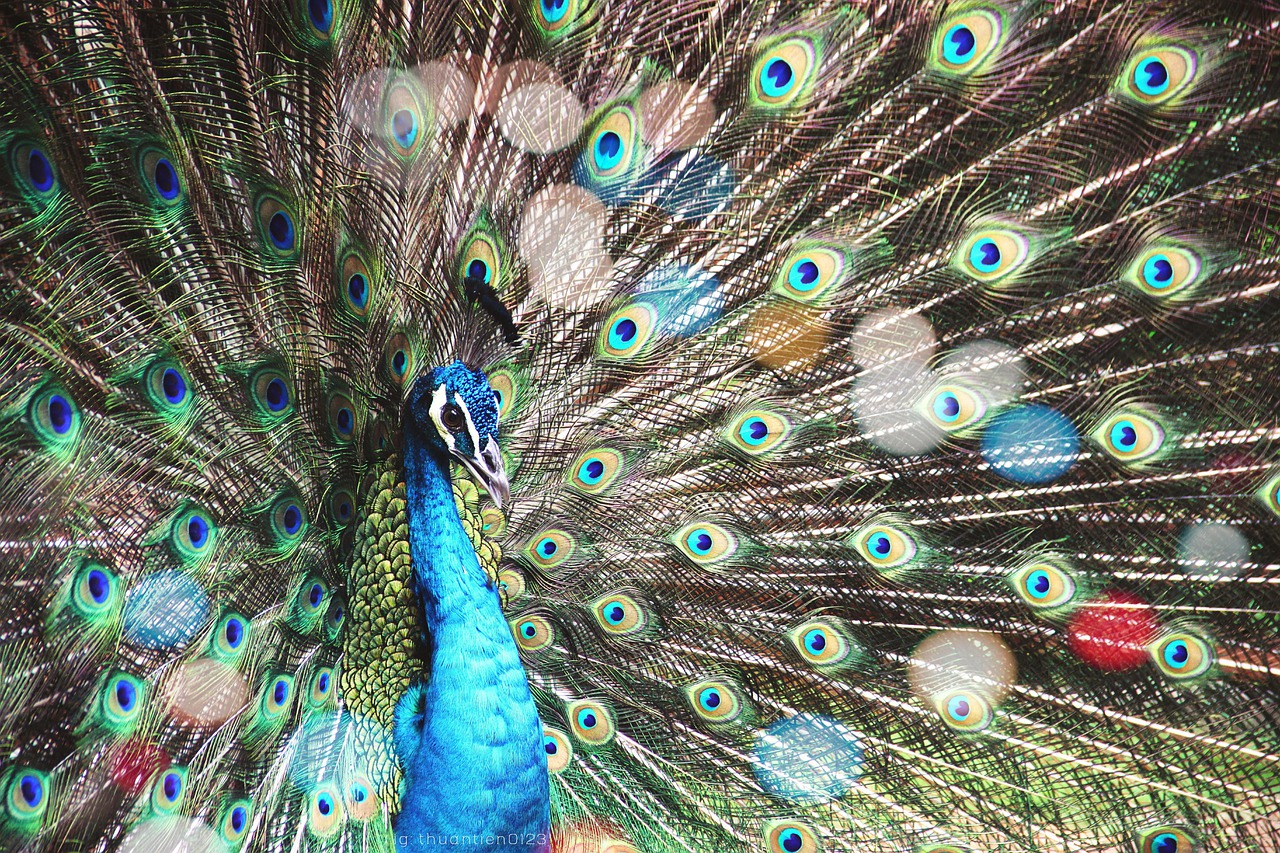 Peacock Feathers Plumage Avian  - nguyenthuantien / Pixabay