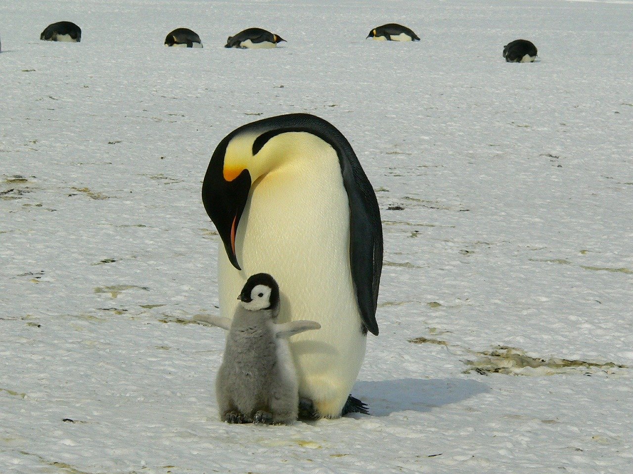 Penguins Emperor Penguins Baby  - MemoryCatcher / Pixabay