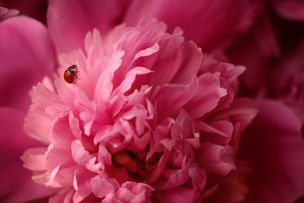 Peony Pink Of God Ladybug Macro  - katya-guseva0 / Pixabay