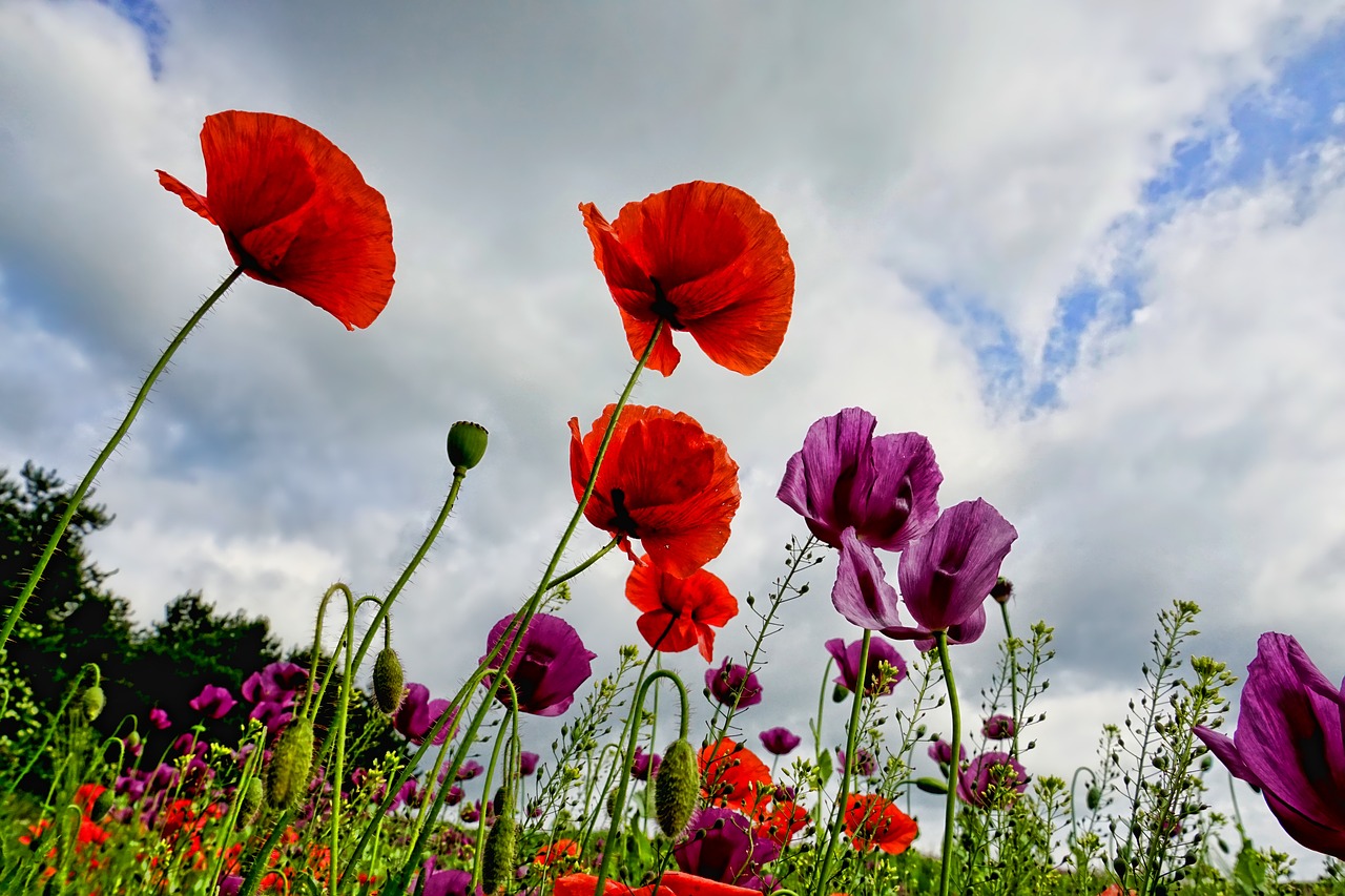 Poppies Flowers Poppy Red Nature  - Schwoaze / Pixabay