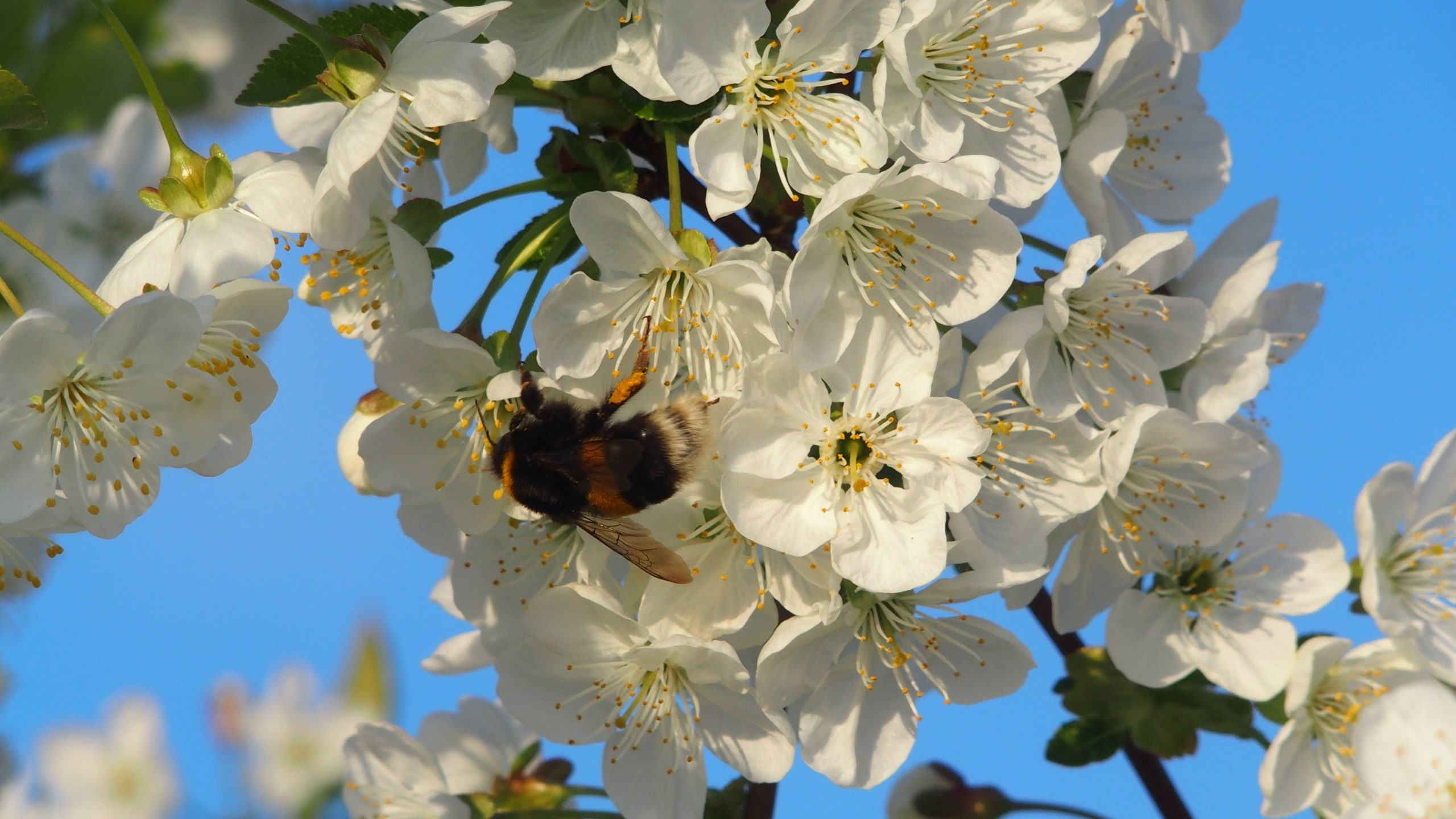 shallow focus photo of white flowers