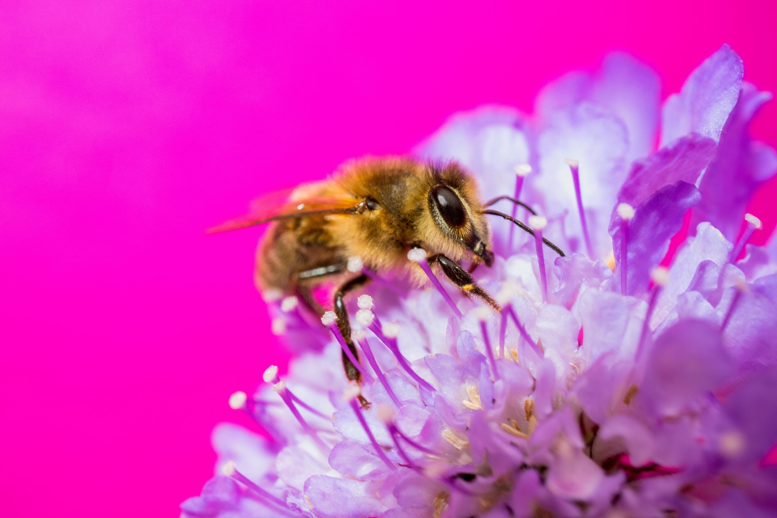 brown and black bee on pink flower