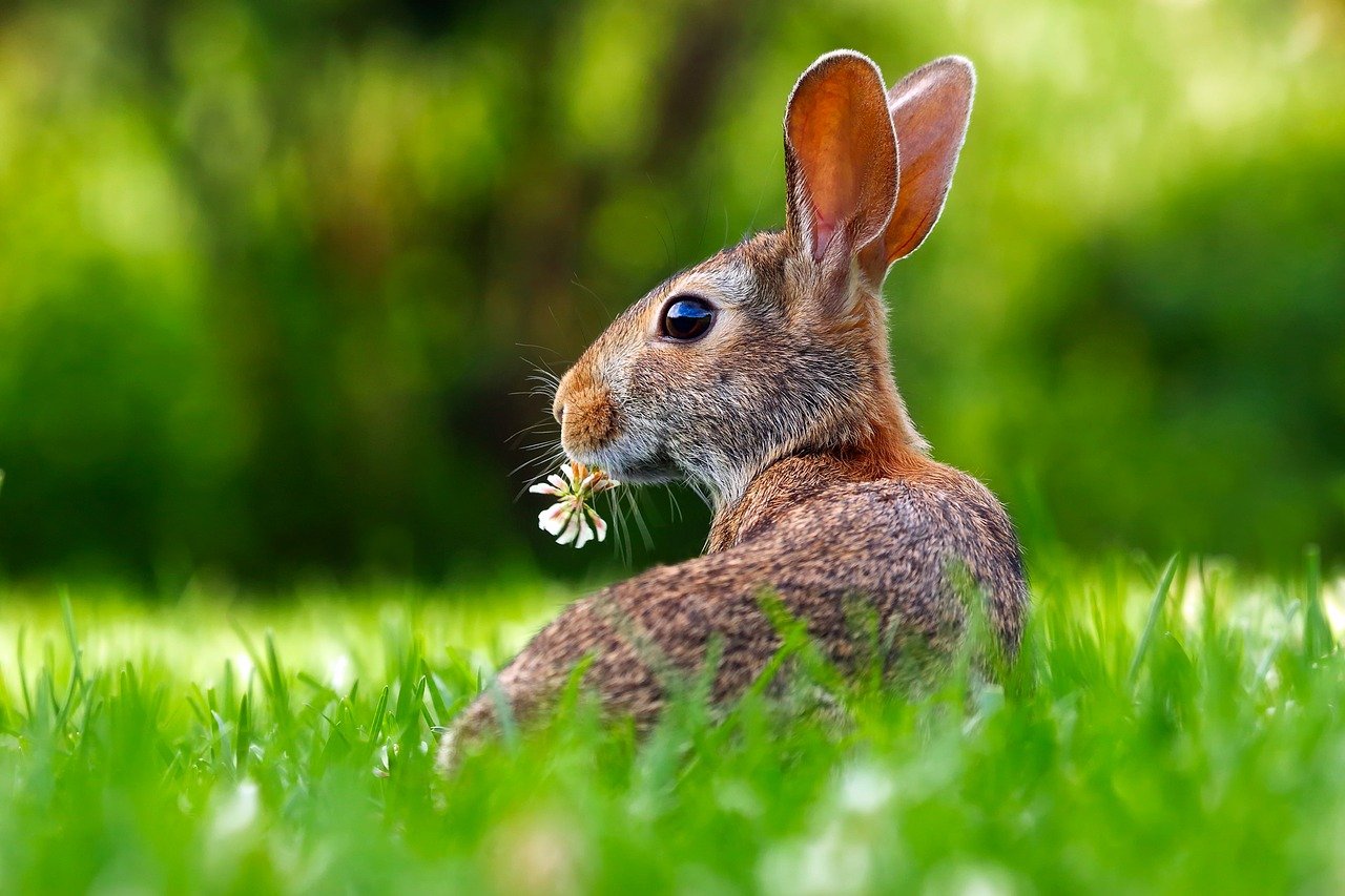 Rabbit Bunny Hare Grass Lawn  - 12019 / Pixabay