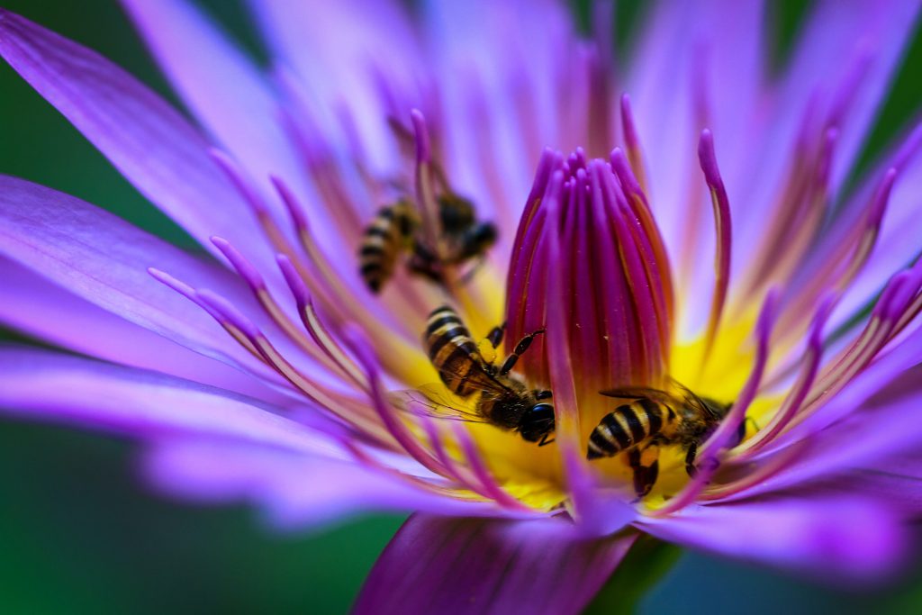 honeybee perched on purple flower in close up photography during daytime