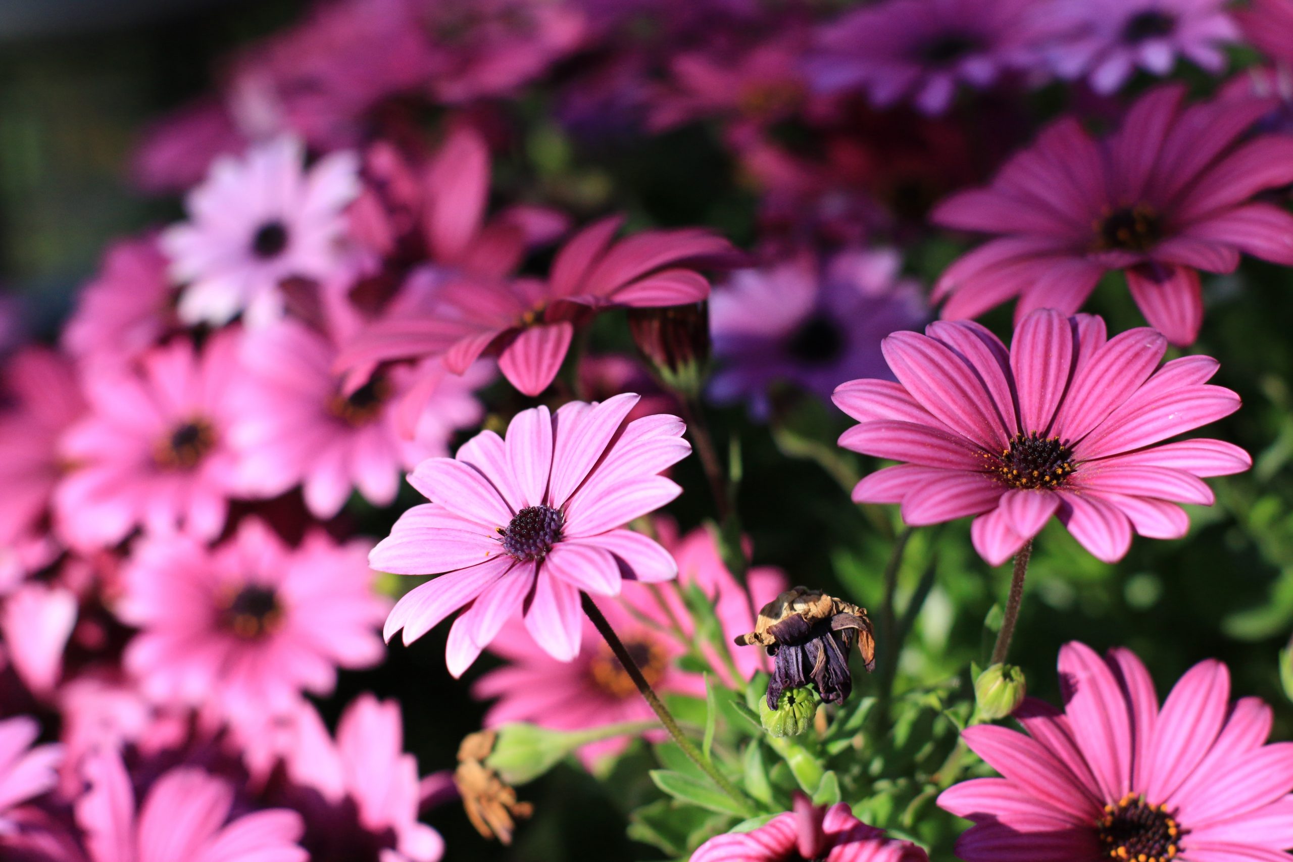 pink flower in tilt shift lens