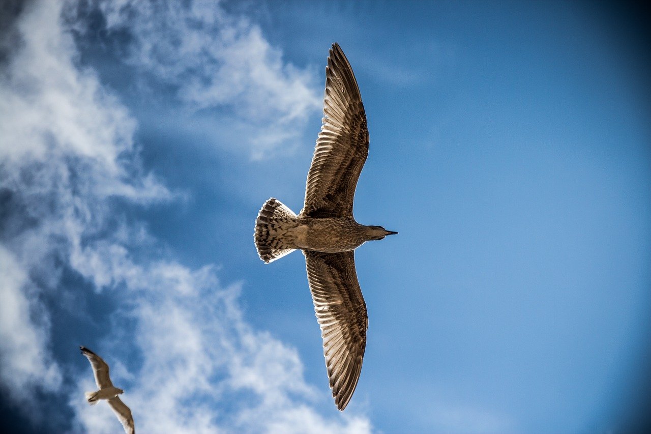 Sea Gull Bird Sky Nature Gull Sea  - pascalmwiemers / Pixabay