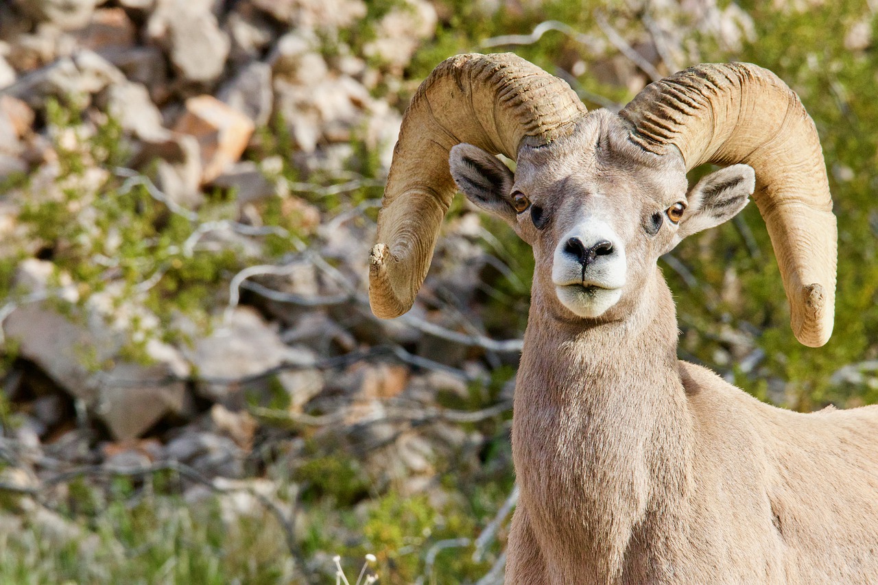 Sheep Desert Big Horn Sheep  - jodymcdonald62 / Pixabay