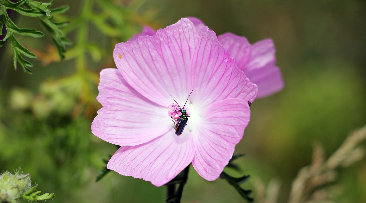 Sigmar Wurz Mallow Insect Summer  - pixel2013 / Pixabay