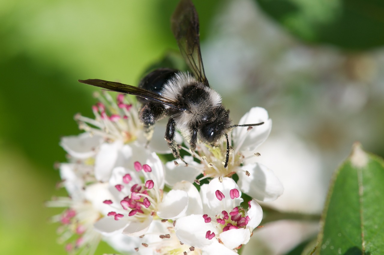 Spring Furry Bee On Aroniabl%C%BCte Bee  - FachLektorat / Pixabay