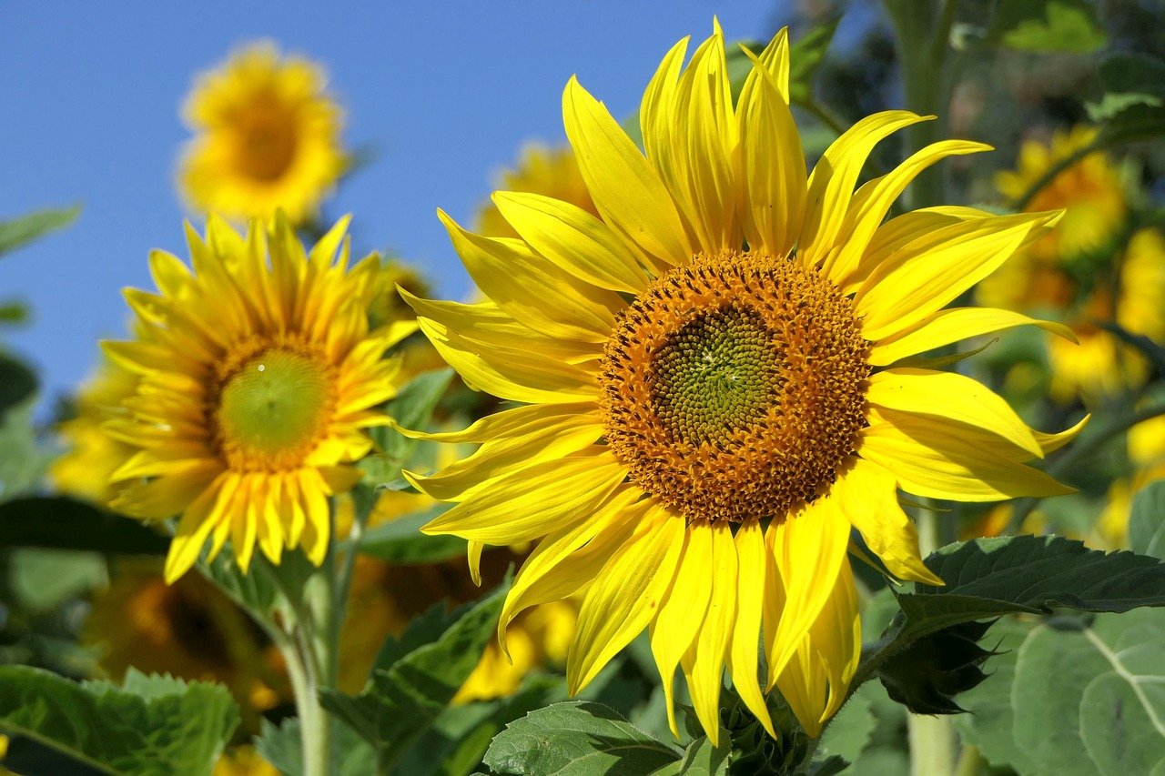 Sunflower Flower Bright Plant  - Uschi_Du / Pixabay