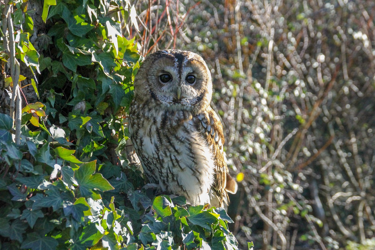 Tawny Owl Bird Tree Owl Animal  - Lilly3012 / Pixabay