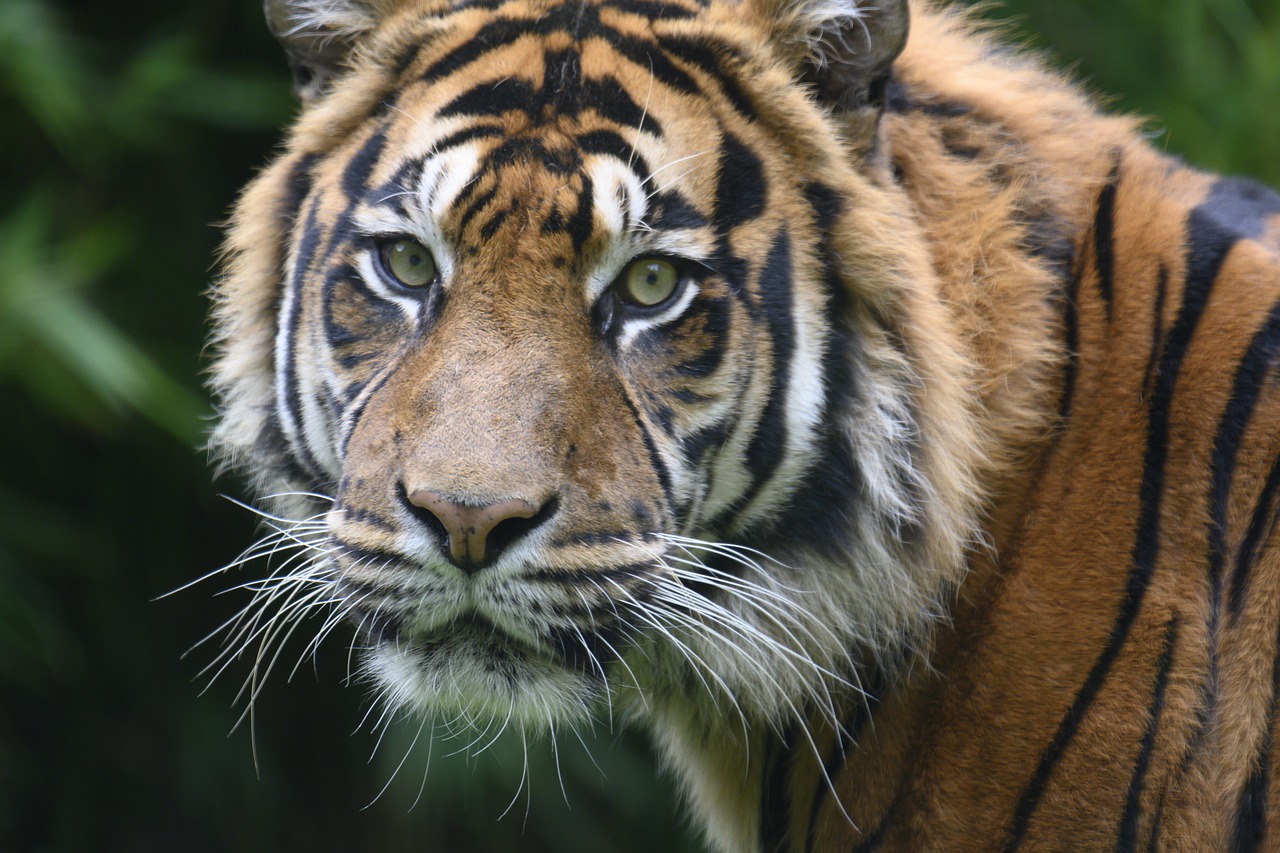 Tiger Wild Predators Carnivores  - Spykerf1 / Pixabay