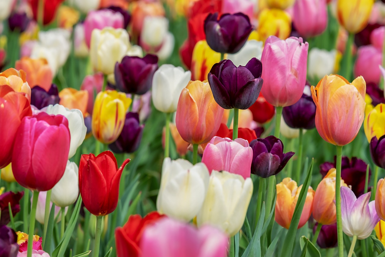 Tulip Blossom Bloom Violet Flowers  - Couleur / Pixabay