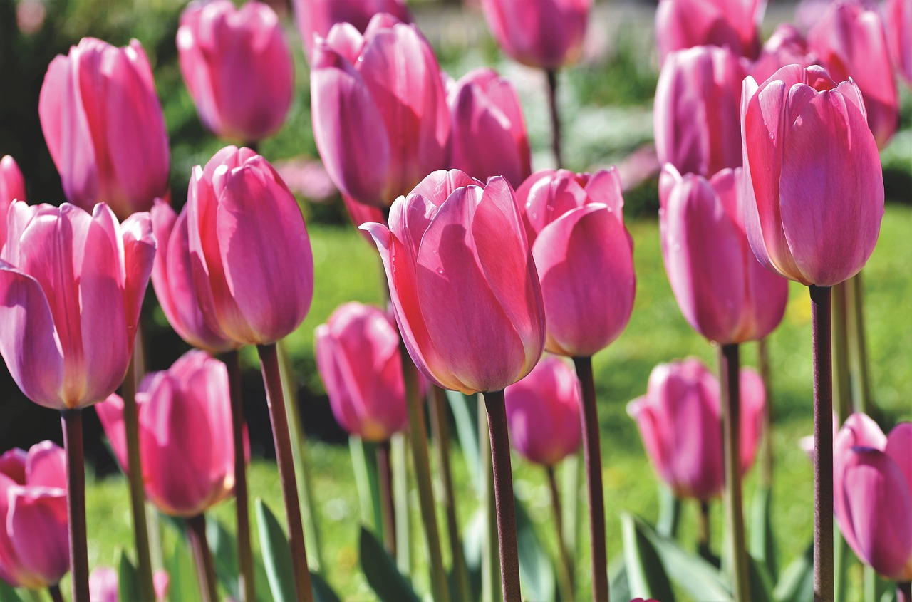 Tulip Tulip Field Blossom Bloom  - Capri23auto / Pixabay