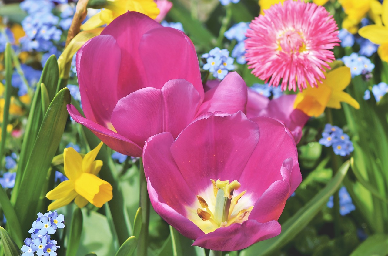 Tulip Tulpenbluete Bloom  - Capri23auto / Pixabay