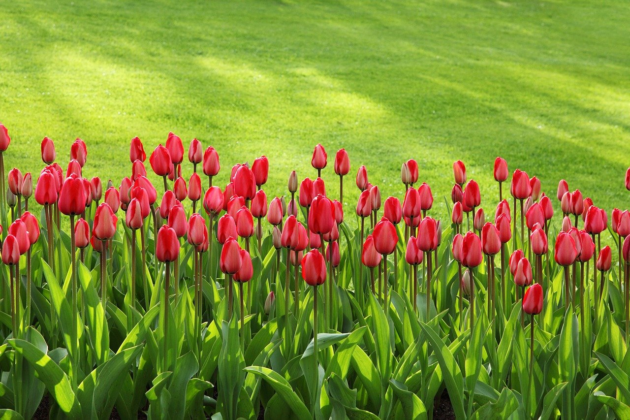 Tulips Flowers Field  - PublicDomainPictures / Pixabay