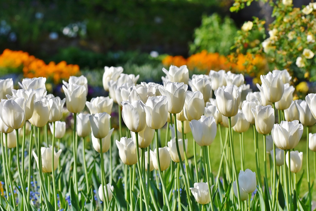 Tulips Tulip Field Tulpenbluete  - Capri23auto / Pixabay
