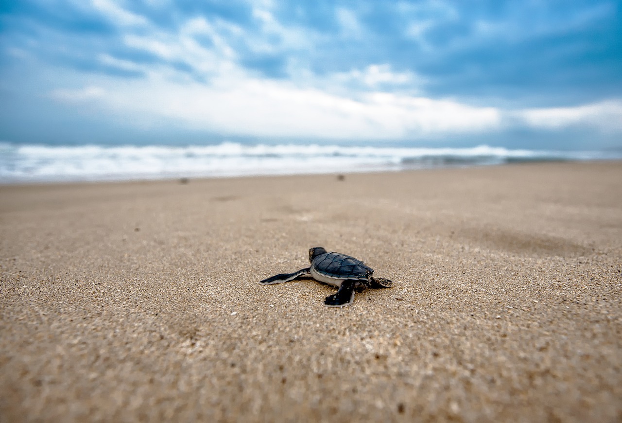 Turtle Coast Amphibian Animal  - KANENORI / Pixabay