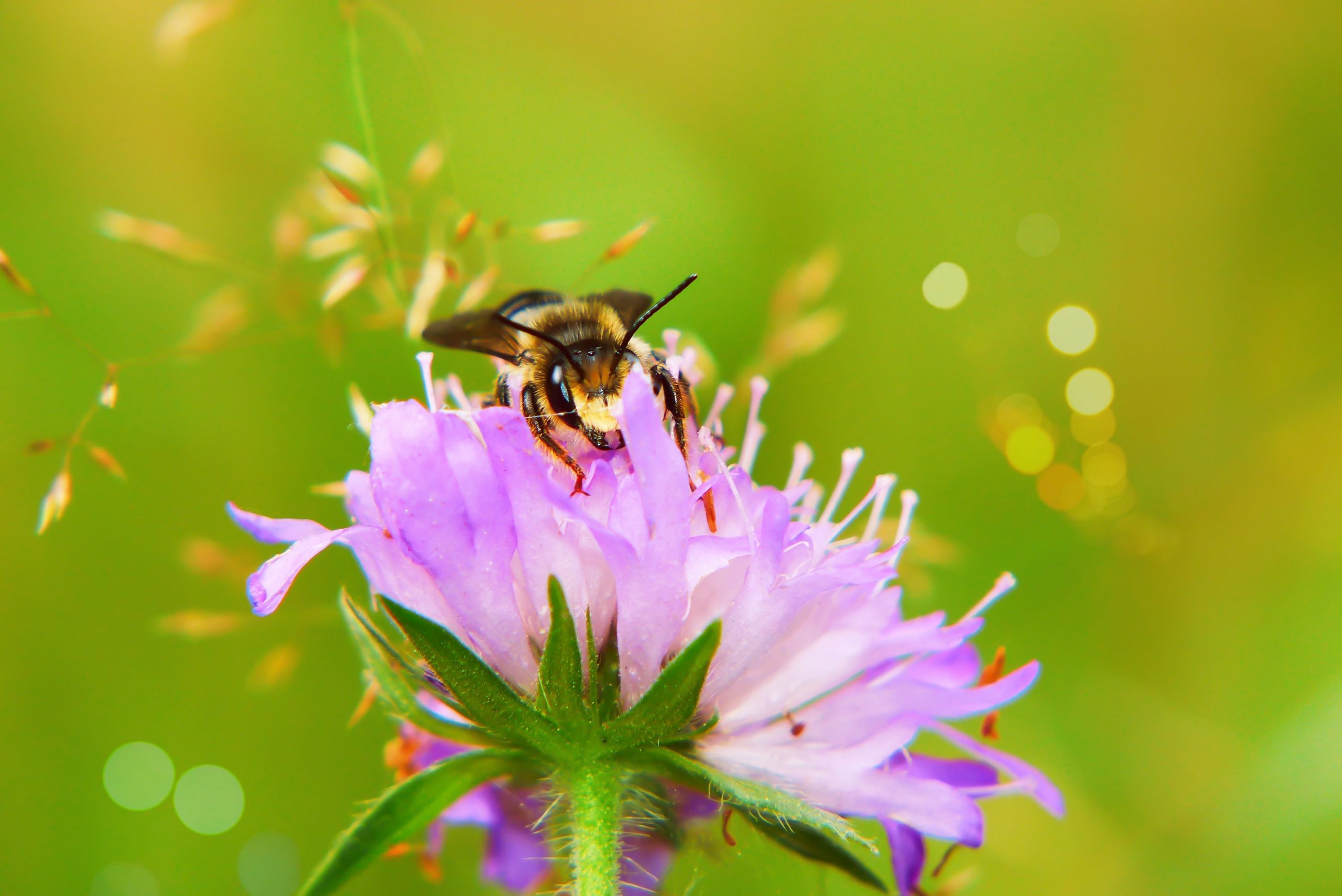 bee in a purple petaled flower close-up photography