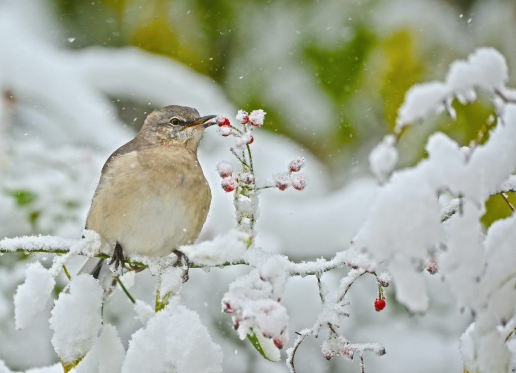 brown bird on white snow