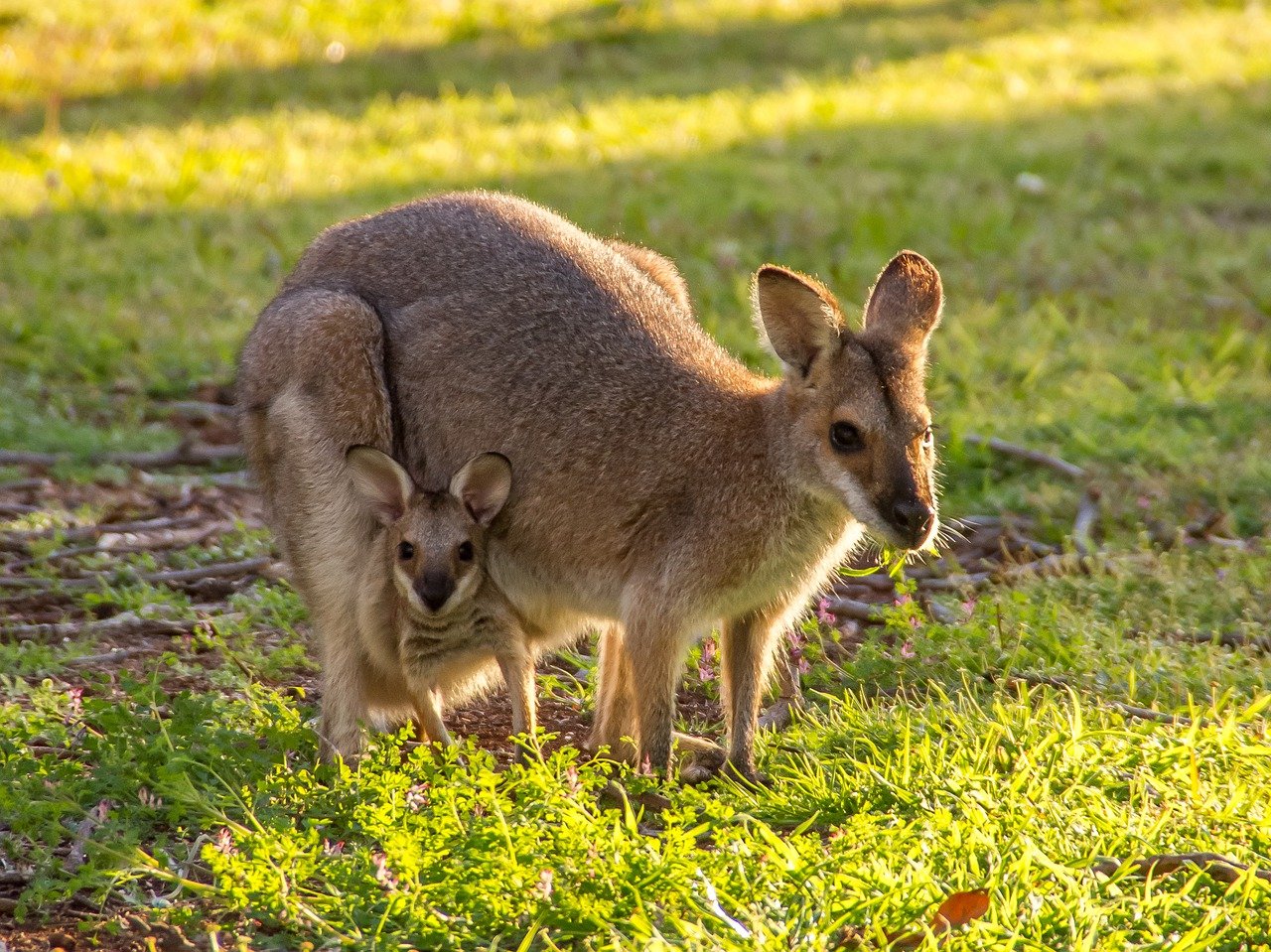 Wallabies Kangaroo Rednecked Wallaby  - sandid / Pixabay