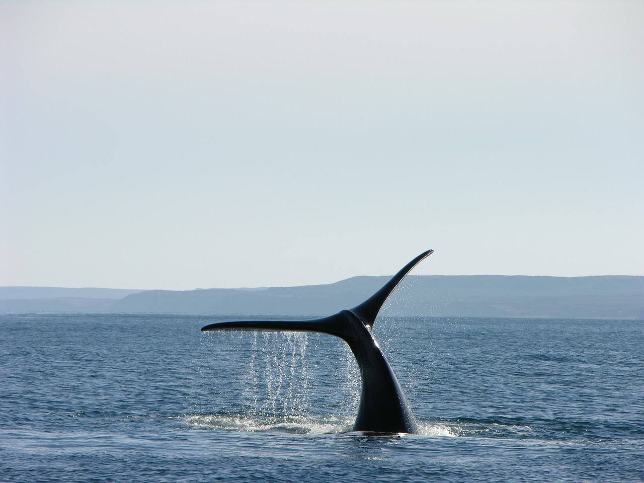 Whale Argentina Patagonia South  - fabiansirni / Pixabay