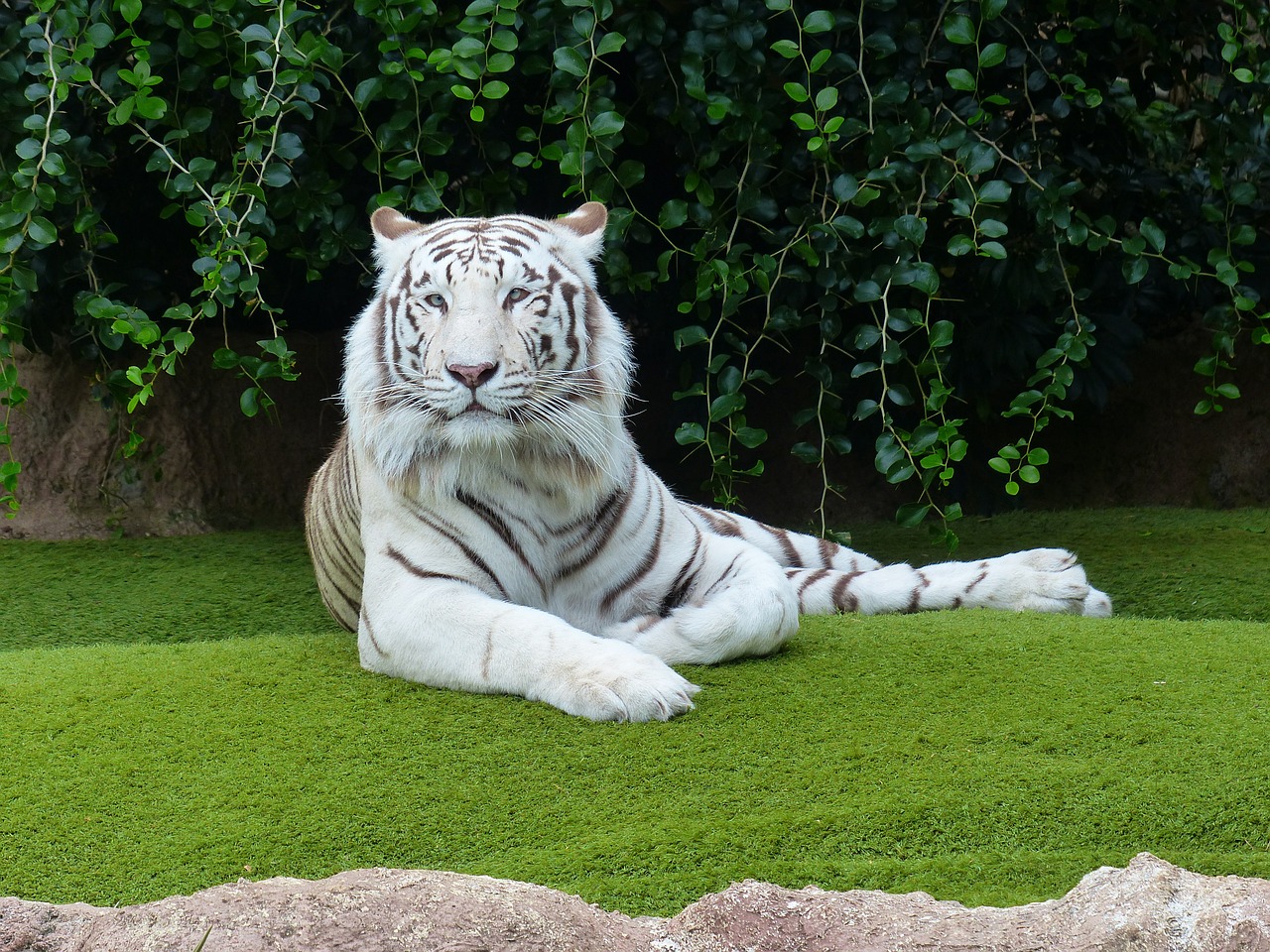 White Bengal Tiger Tiger Rest  - Hans / Pixabay