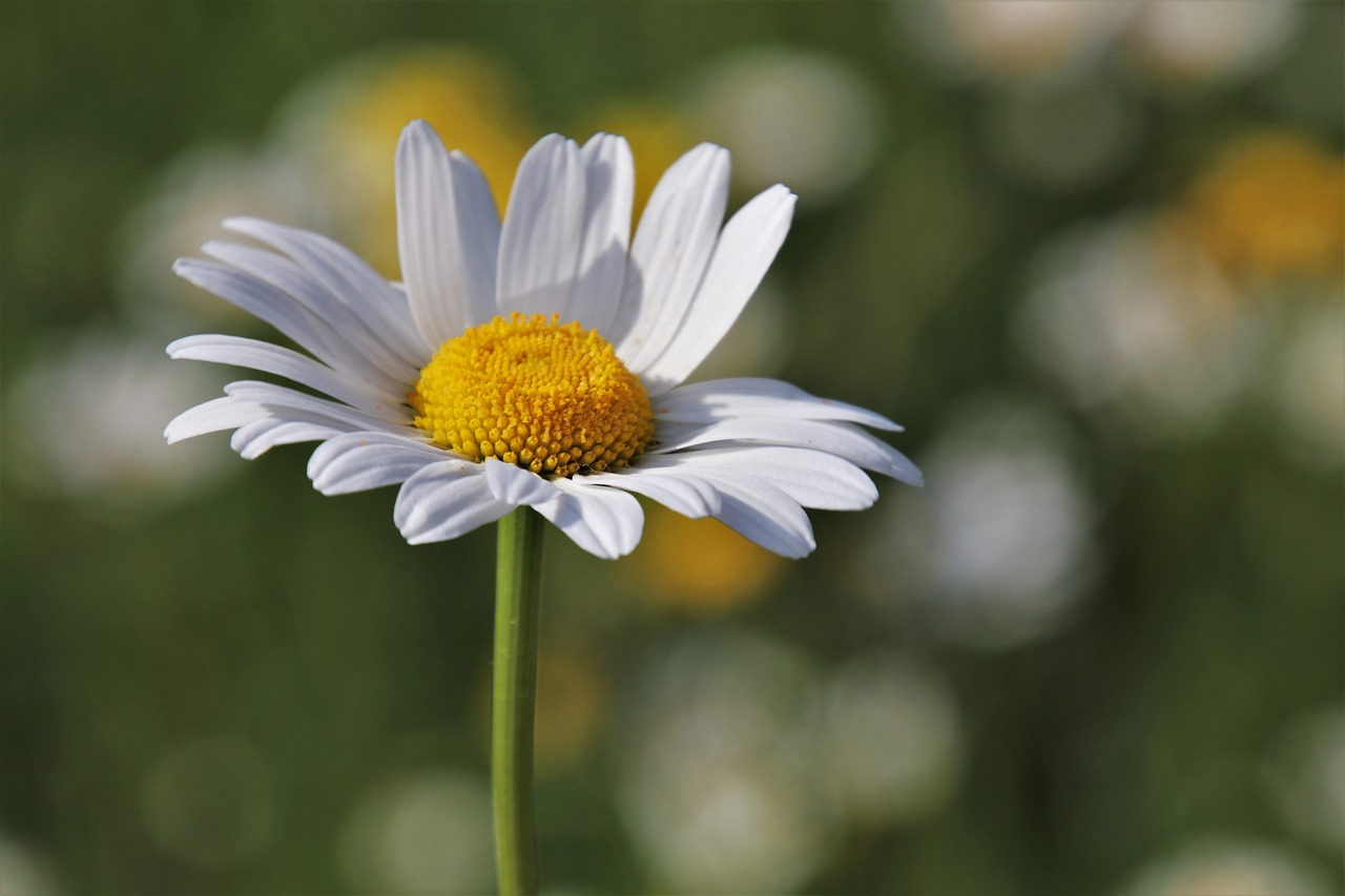 Wildflowers Plants Meadow  - pasja1000 / Pixabay