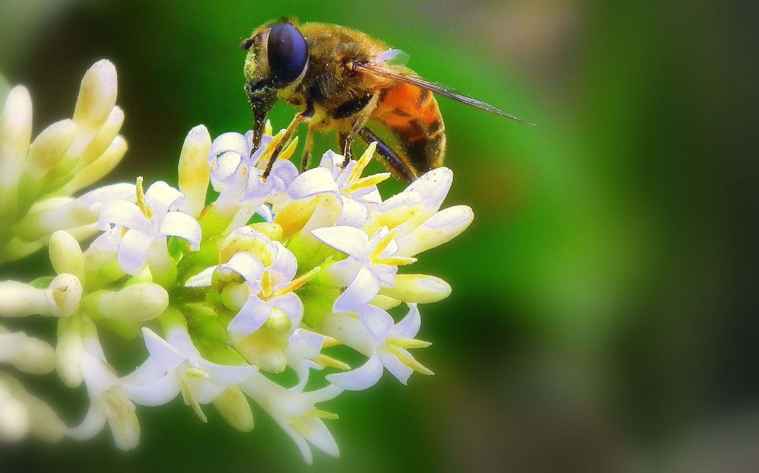 wasp perching on flower