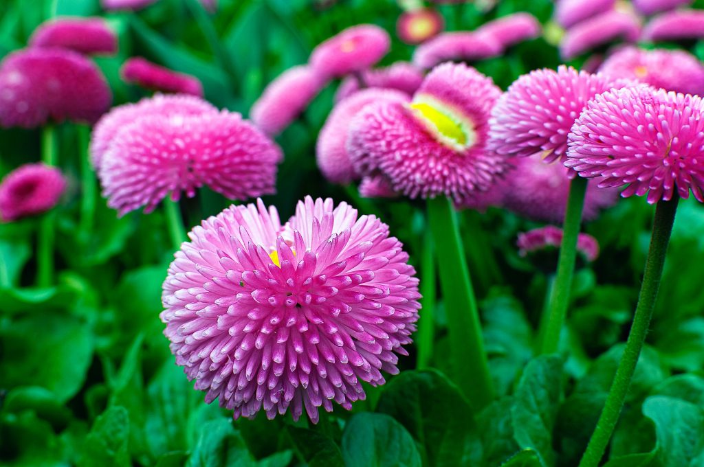 pink and green flower in macro lens photography