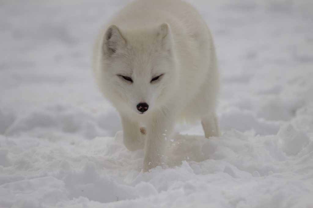 white fox on snow covered ground during daytime