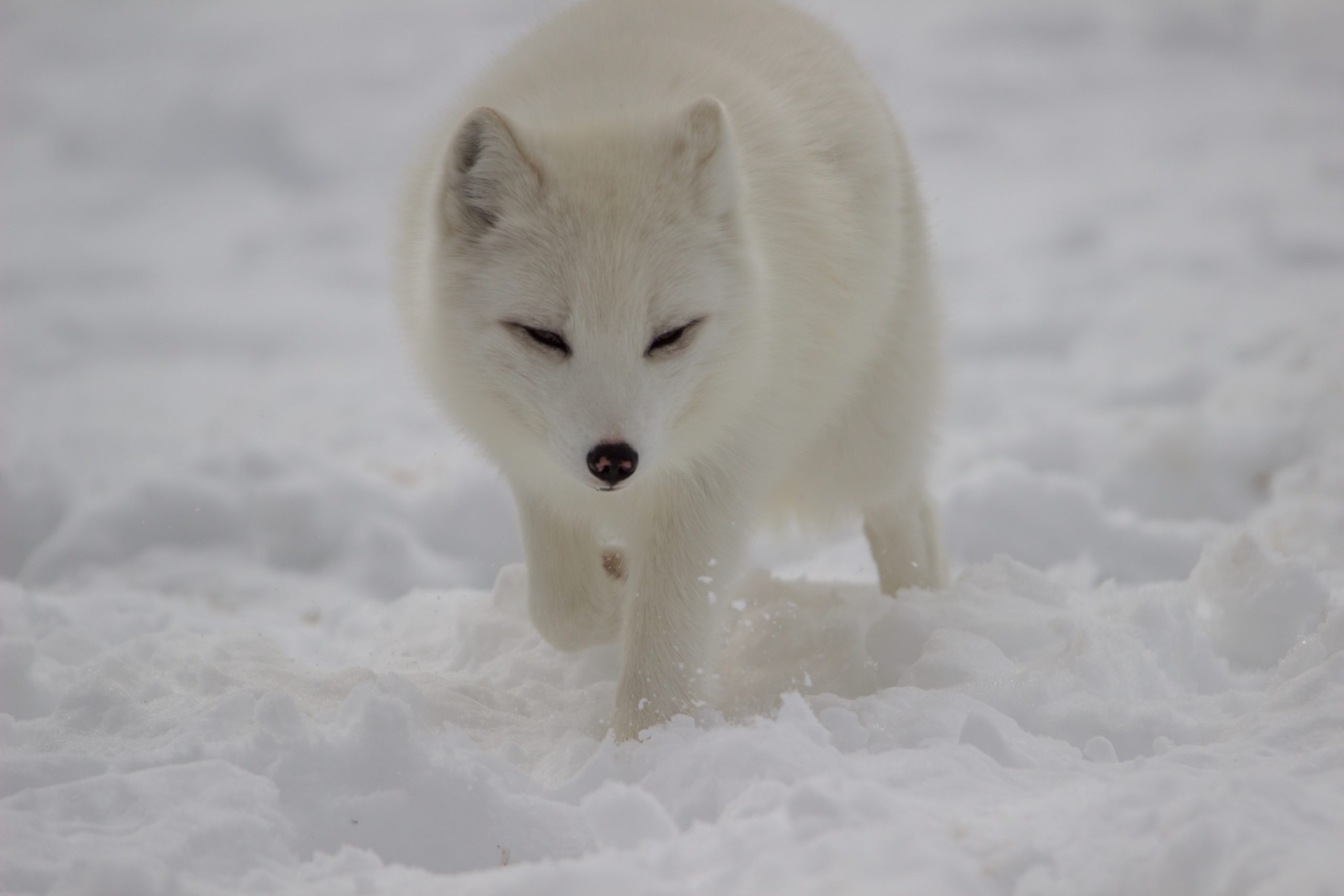 white fox on snow covered ground during daytime