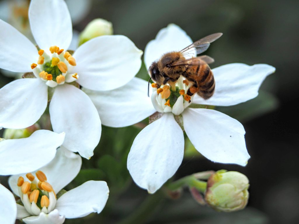 honeybee perched on white flower in close up photography during daytime