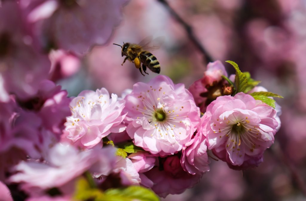 black and yellow bee on pink flower