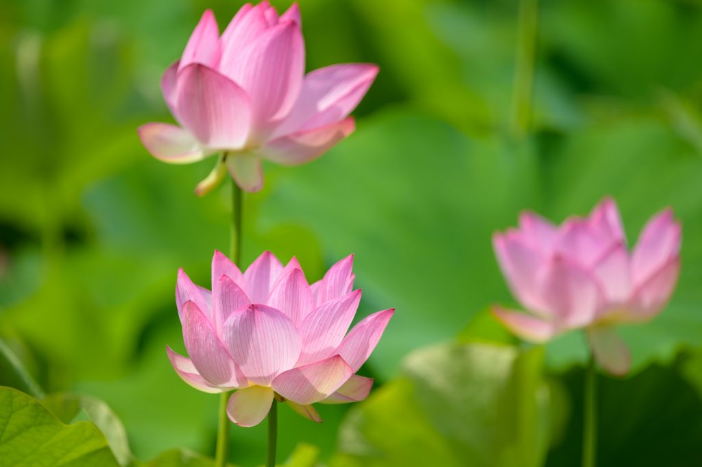 pink and white flower in tilt shift lens