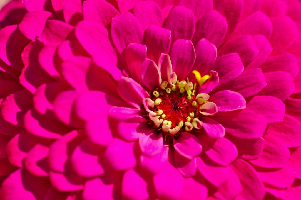 pink flower in macro shot