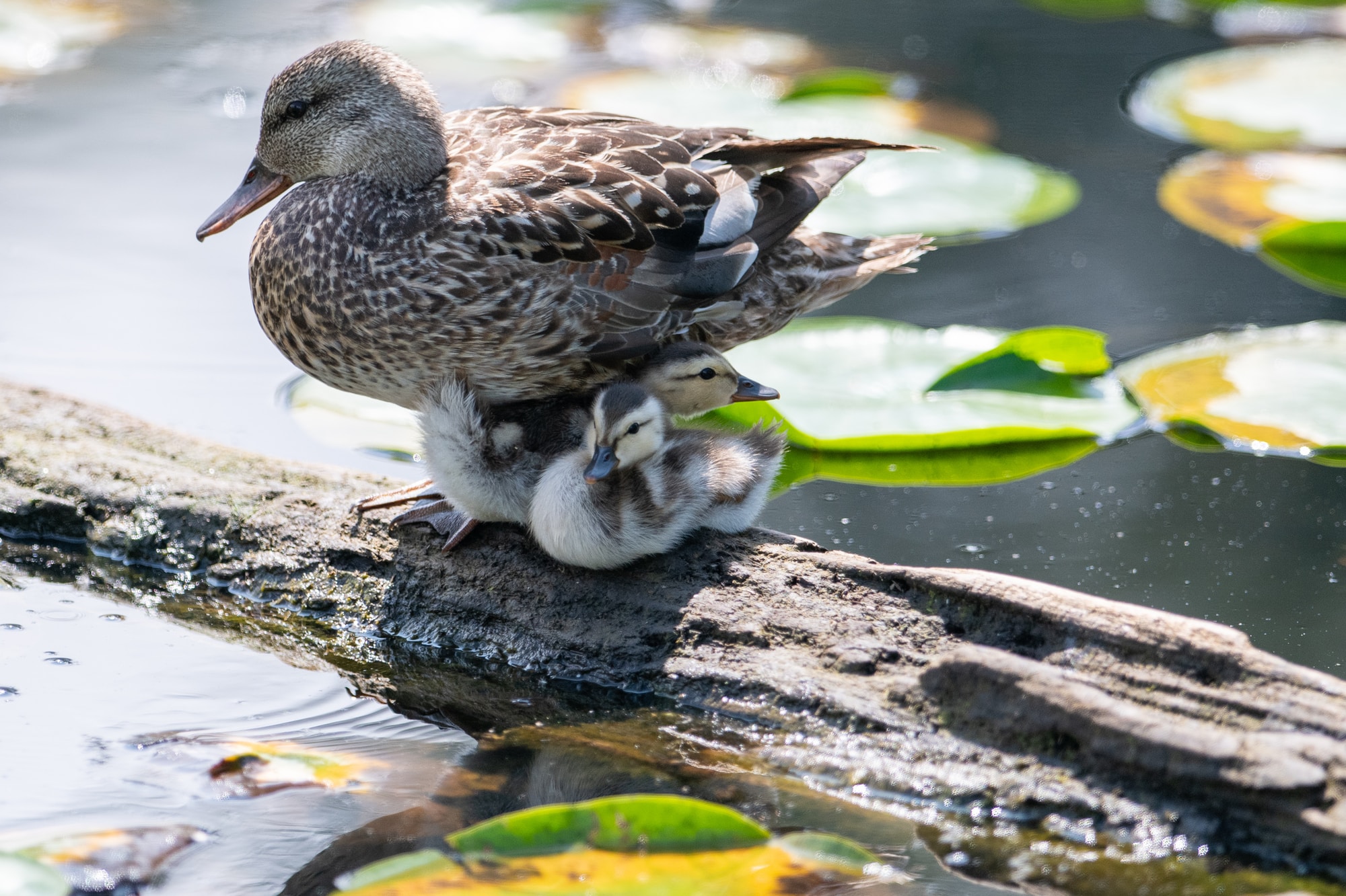 brown duck and ducklings on rock