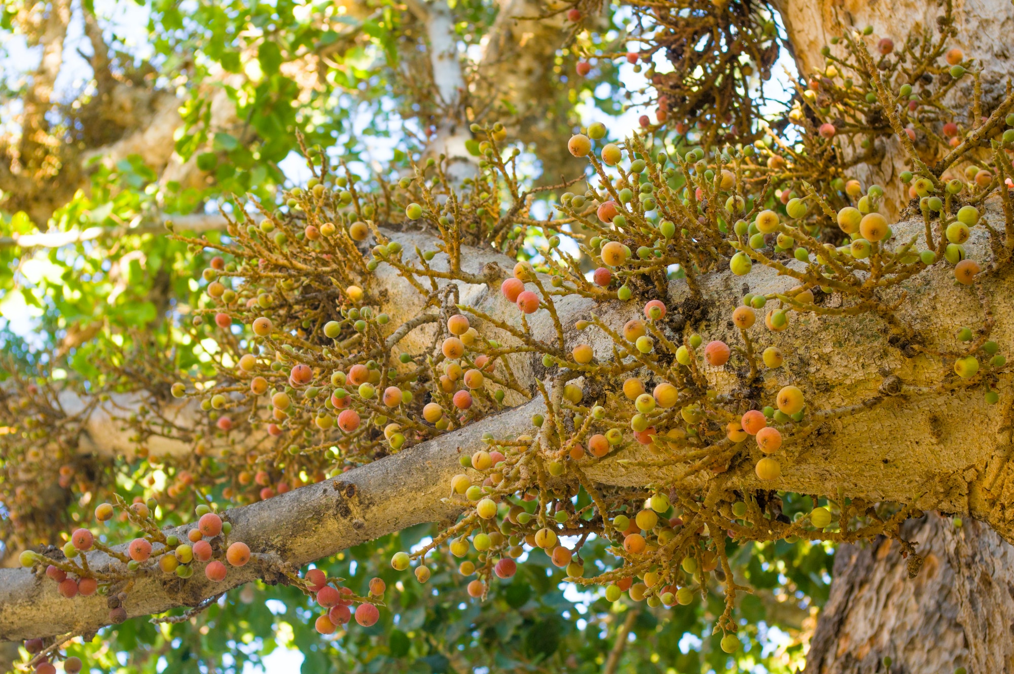 green leafed tree during daytime