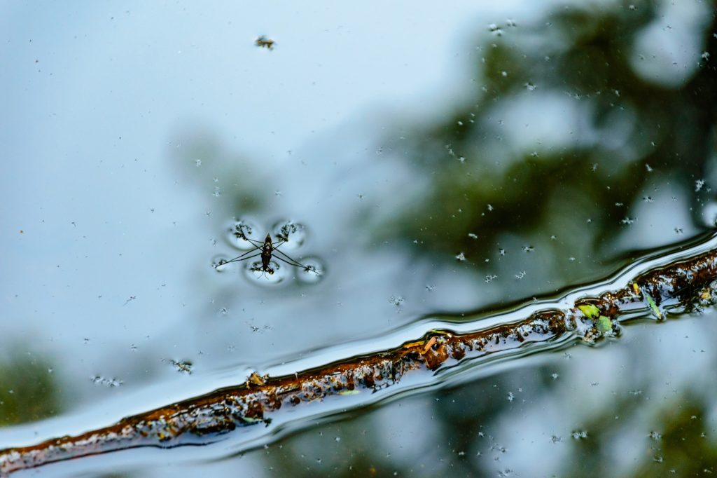 insect in water