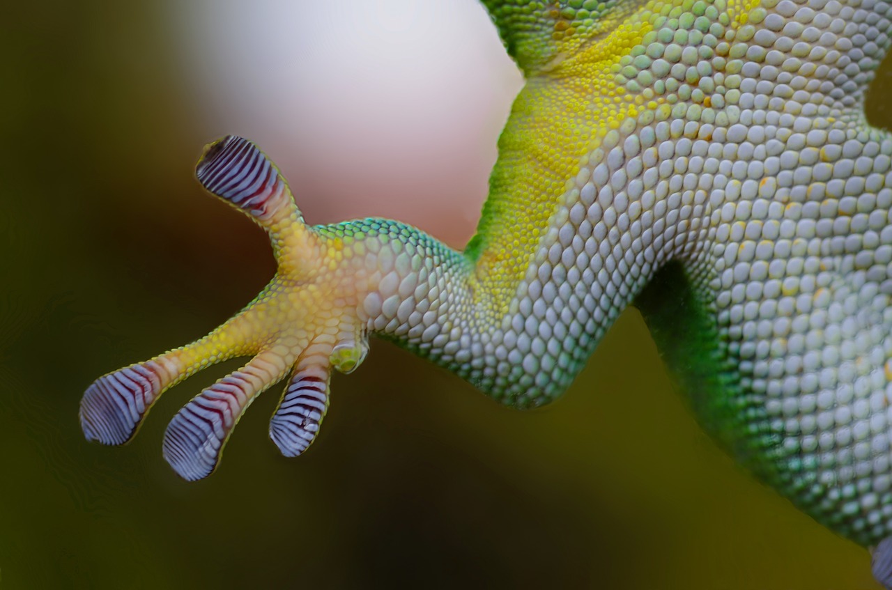 Gecko Hand Sticky Nature Reptile  - Skitterphoto / Pixabay