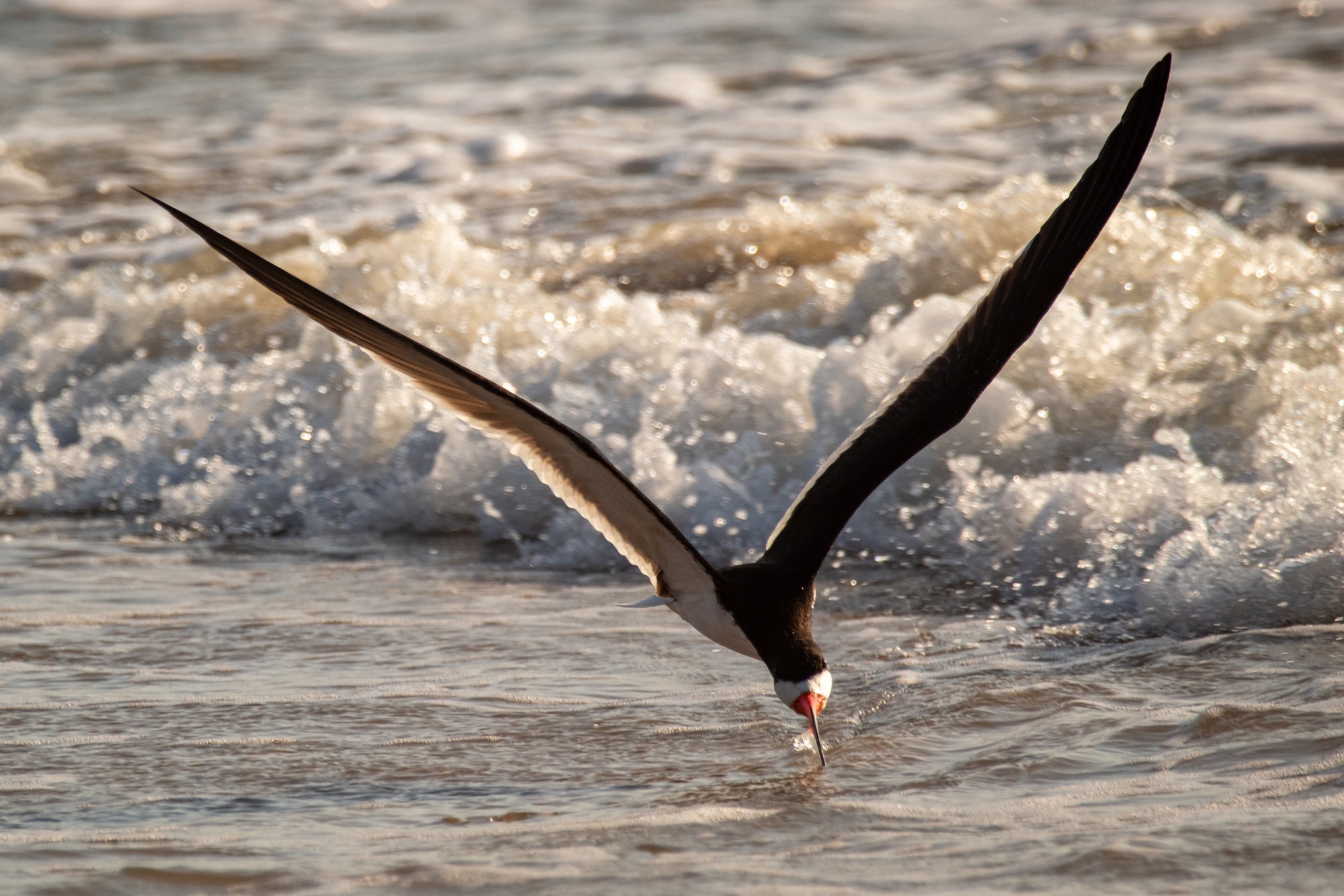 black bird flying over the sea during daytime