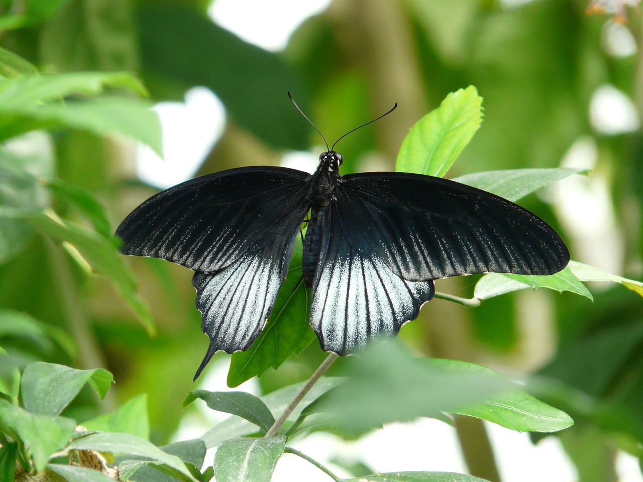 Papilio Ascalaphus Butterfly Black  - Hans / Pixabay