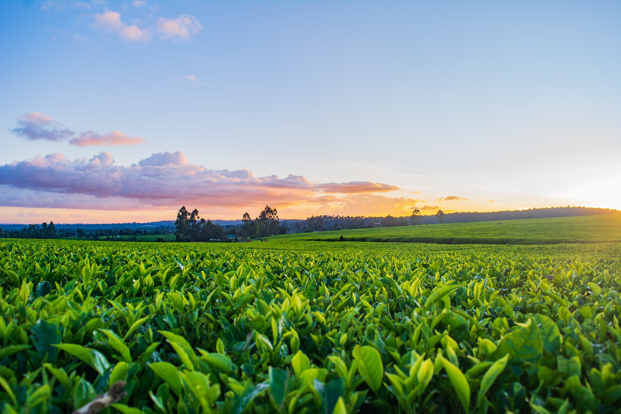 green grass field under white clouds during daytime