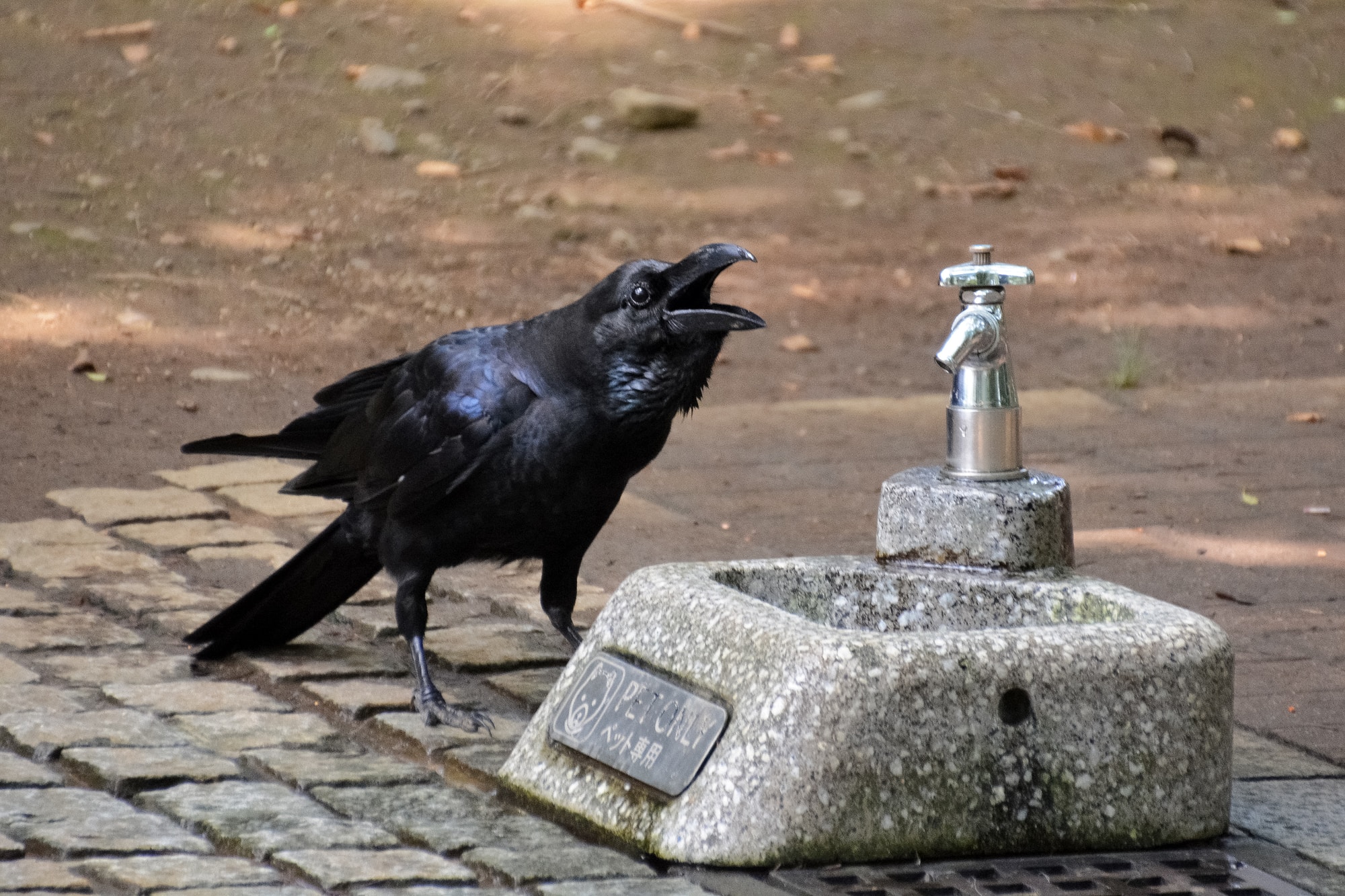 black crow on gray concrete surface during daytime