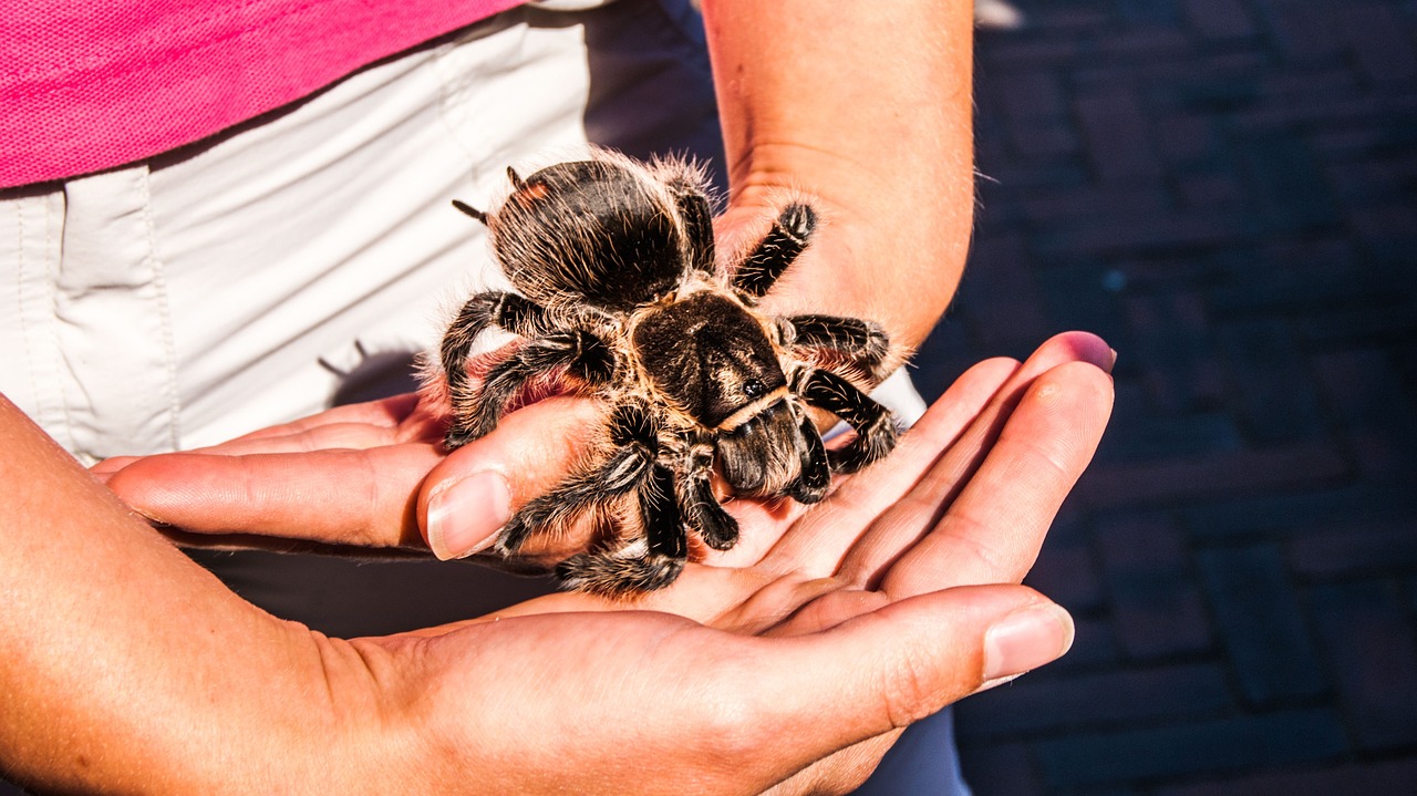 Tarantula Wool Hair Spider Animal  - Michel_van_der_Vegt / Pixabay