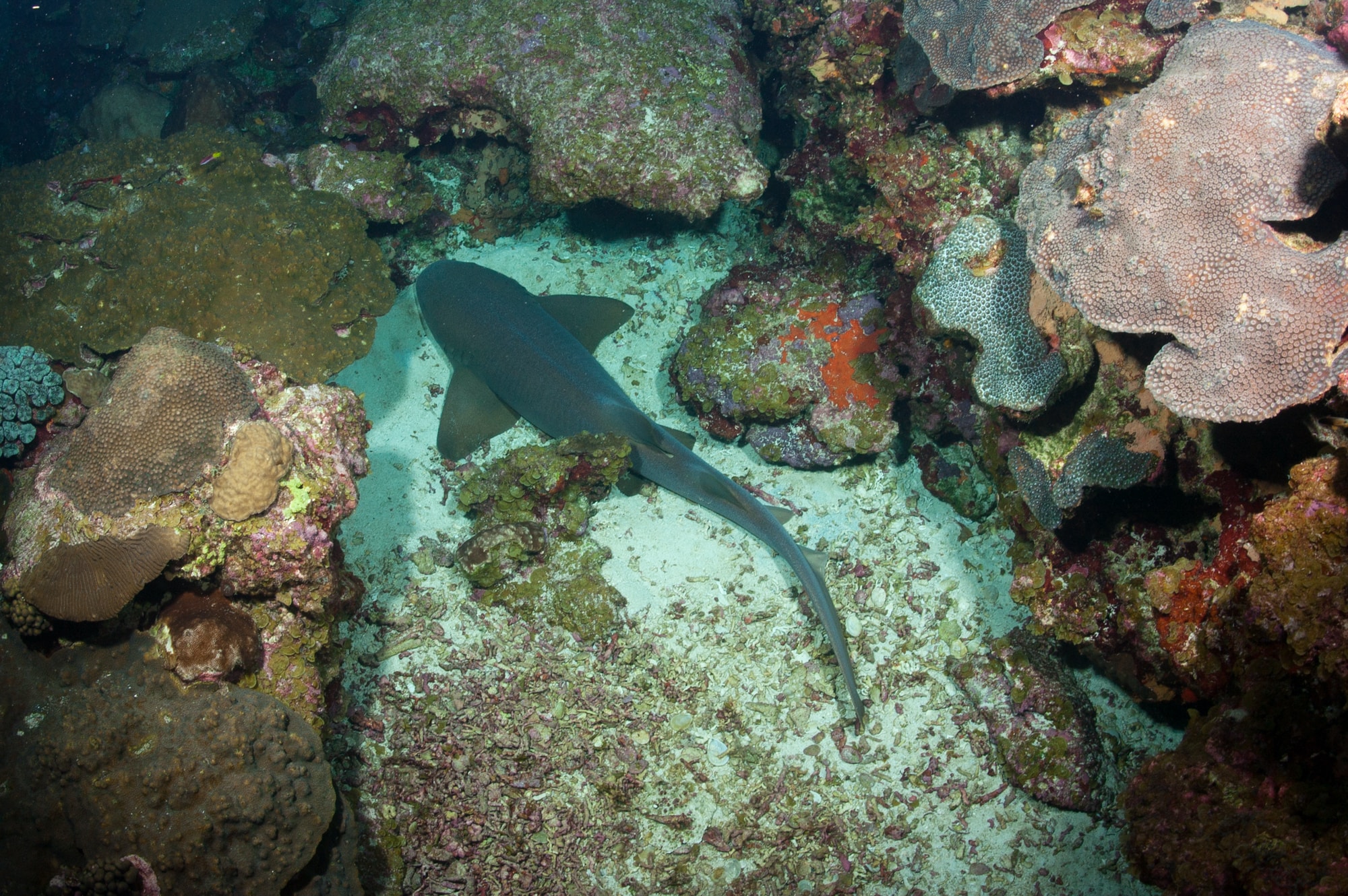 blue and white fish under water